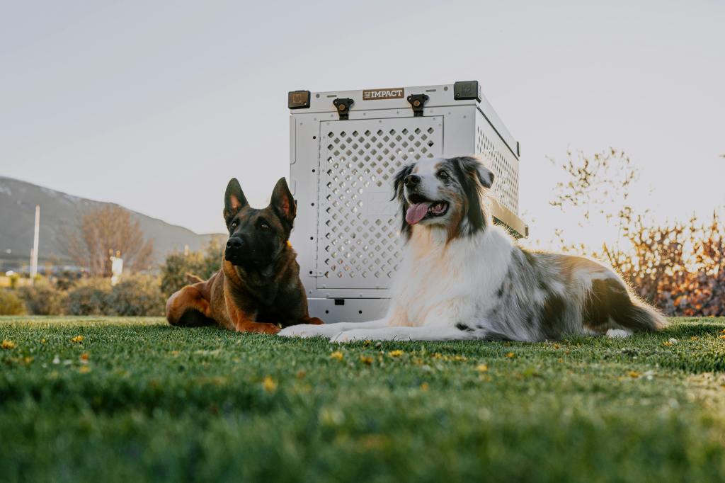 How Impact Crates Support Dogs During Anxiety-Inducing Travel
