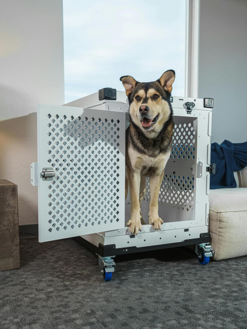 Helping Dogs Overcome Crate Aversion&nbsp;Step-by-Step
