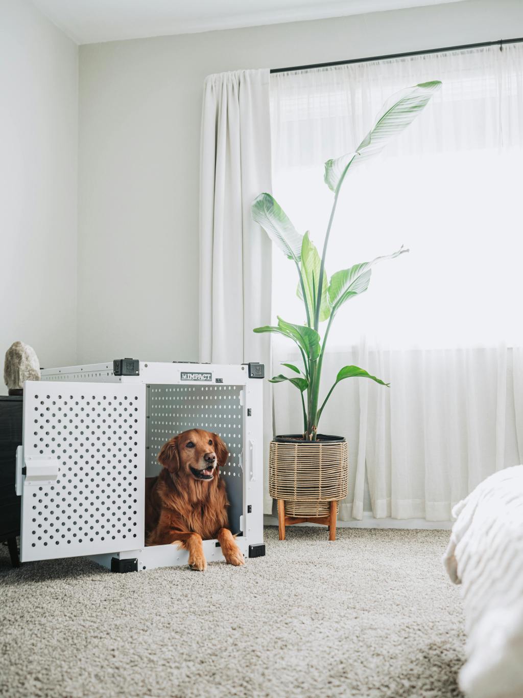 The Most Common Myths About Aluminum Dog Crates —&nbsp;Debunked
