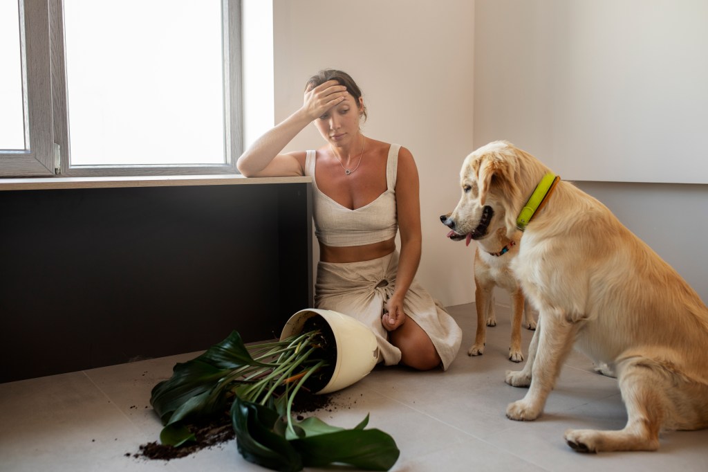 How Aluminum Crates Improve Safety for Dogs With Anxiety or&nbsp;Aggression